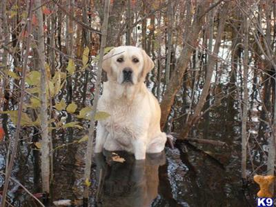 Stud Dogs - Labrador Retriever